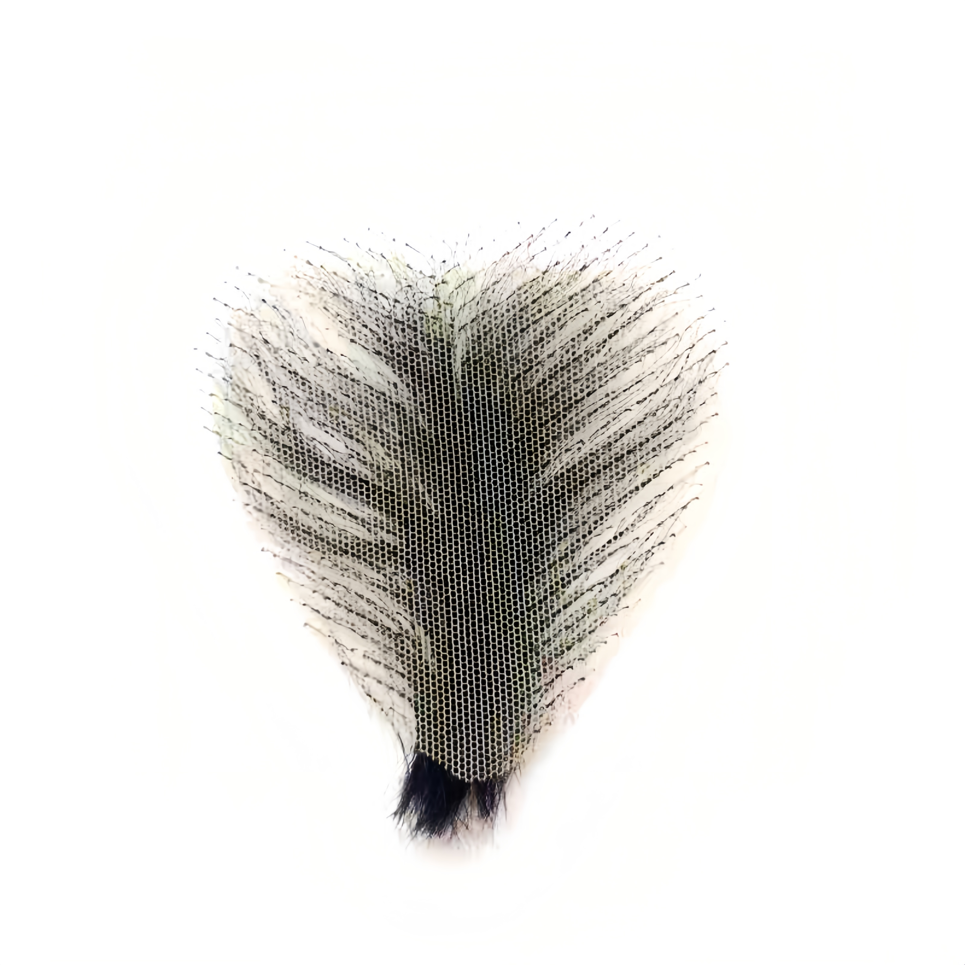 Patch de poils pubiens